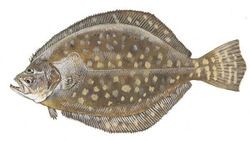 southern flounder